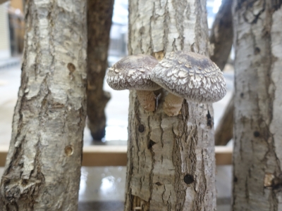 購入後はすぐに状態を確認